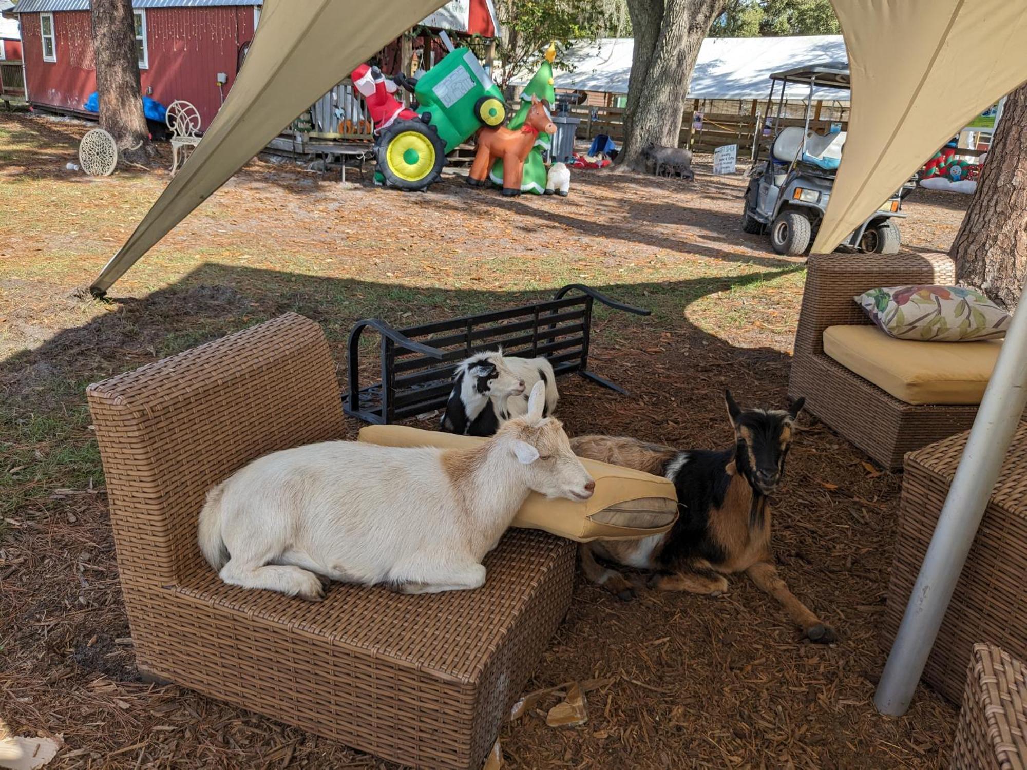 Rooterville Animal Sanctuary Melrose Kültér fotó