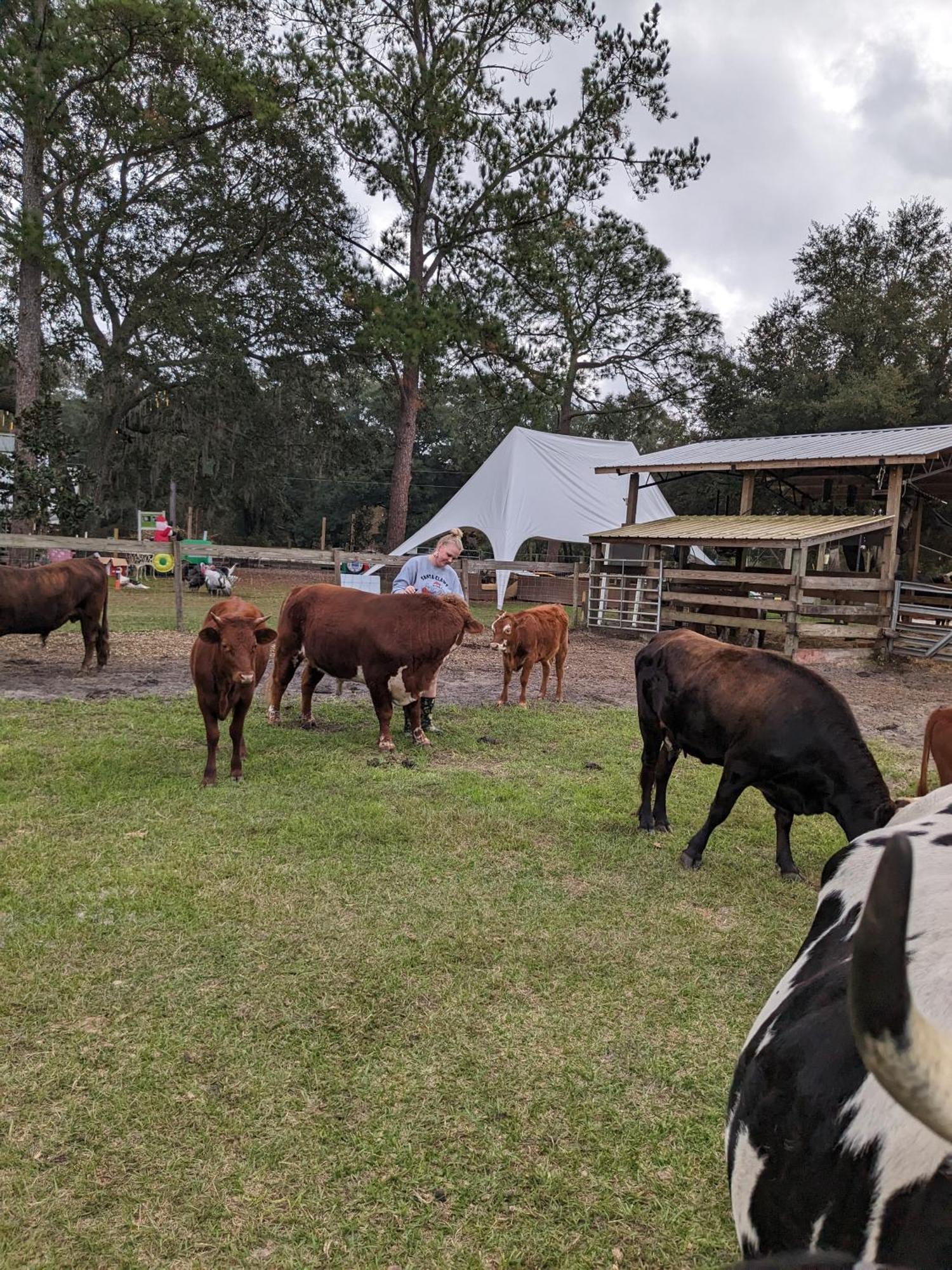 Rooterville Animal Sanctuary Melrose Kültér fotó