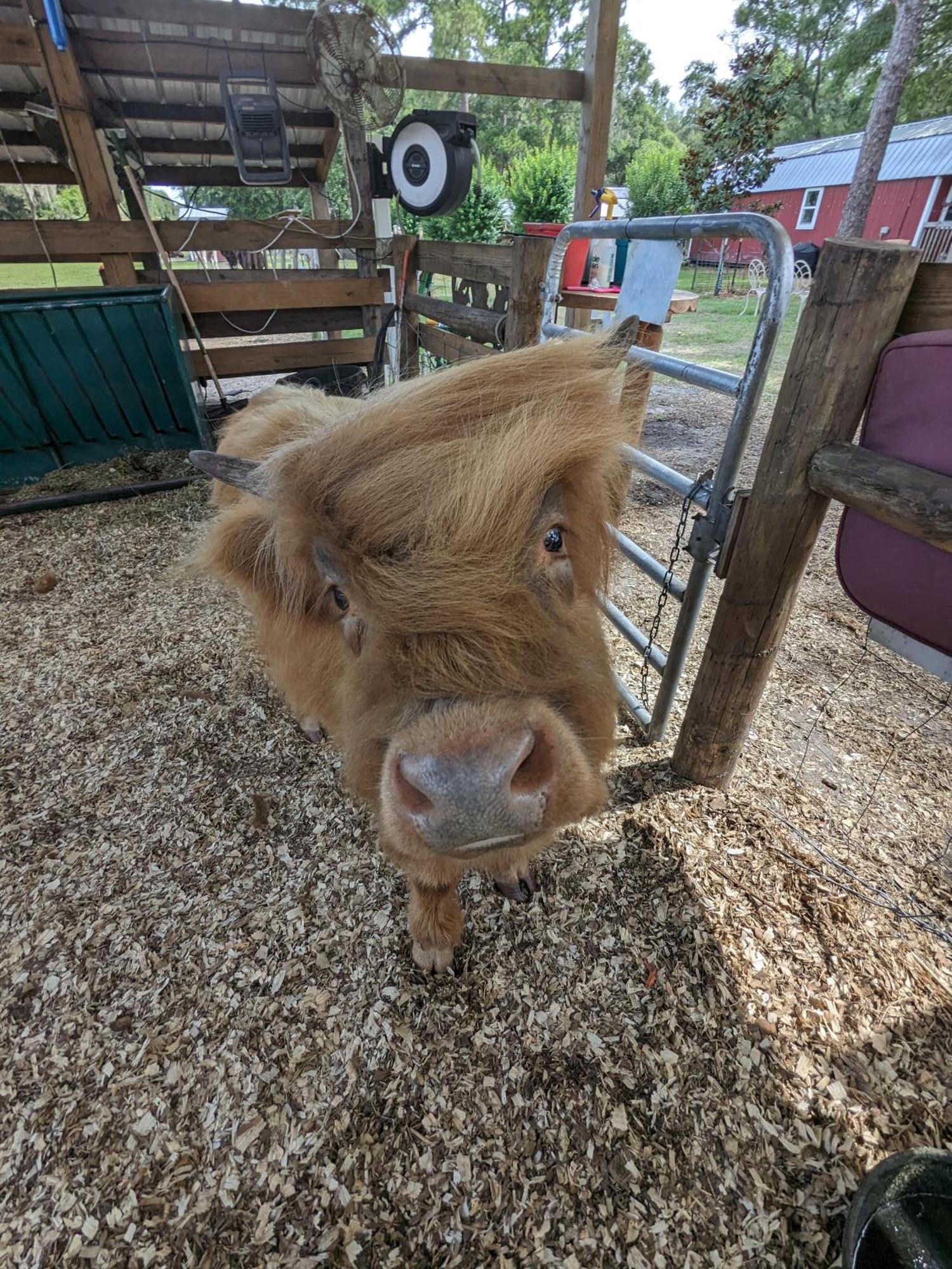 Rooterville Animal Sanctuary Melrose Kültér fotó